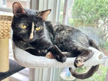 Smore -  Domestic Short Hair Cat for Adoption in Columbus, Ohio - Smore | PetCurious