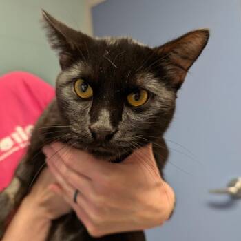 Porter -  Domestic Short Hair Cat for Adoption in Dekalb, Illinois - Porter | PetCurious