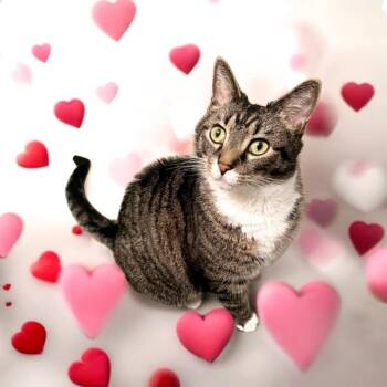 Rescue Domestic Short Hair Cats for Adoption in Fairfax, Virginia - Little Man | PetCurious