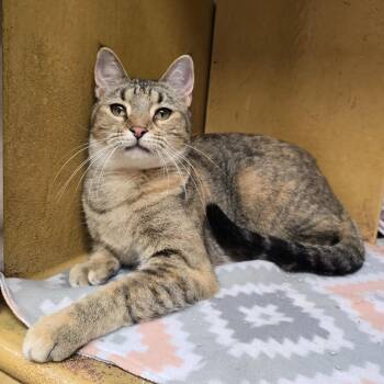 Domestic Short Hair Cats Available for Adoption - Olivia | PetCurious