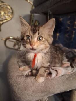 Terra -  Calico and Domestic Medium Hair Cat for Adoption in Miami, Oklahoma - Terra | PetCurious
