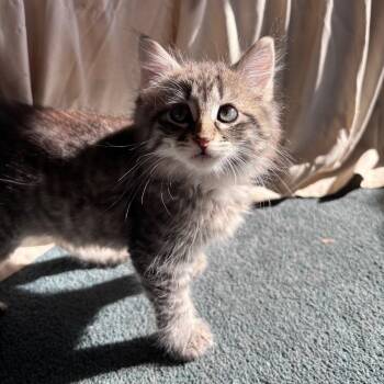 Ash in Spring Grove, PA -  Domestic Long Hair Cat Available for Adoption - Ash In Spring Grove, PA | PetCurious