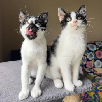 Santino -  Domestic Short Hair Cat for Adoption in Panama City, Florida - Santino | PetCurious