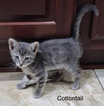 Cottontail -  Domestic Short Hair Cat for Adoption in The Woodlands, Texas - Cottontail | PetCurious