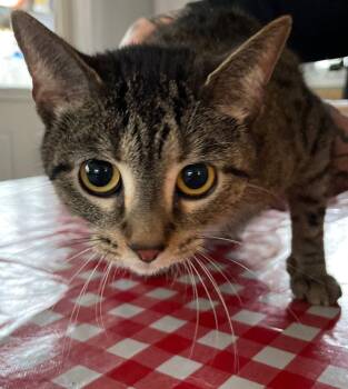 Tabby and Domestic Short Hair Cats Available for Adoption in Island Lake, Illinois - Arielle | PetCurious