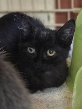 Panini -  Domestic Short Hair Cat for Adoption in Westland, Michigan - Panini | PetCurious