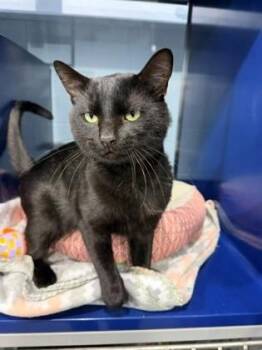 Houdini -  Domestic Short Hair Cat for Adoption in Port Allen, Louisiana - Houdini | PetCurious