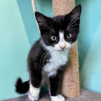 Cymbalta -  Domestic Short Hair Cat for Adoption in Falls Church, Virginia - Cymbalta | PetCurious