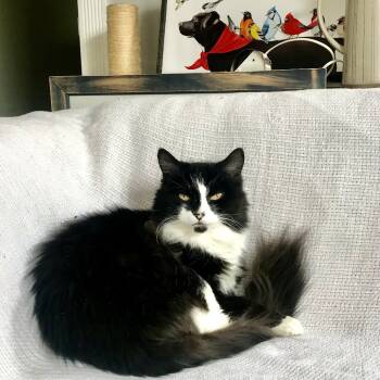 Rescue Domestic Long Hair Cats for Adoption in Plainfield, Illinois - Shelby | PetCurious