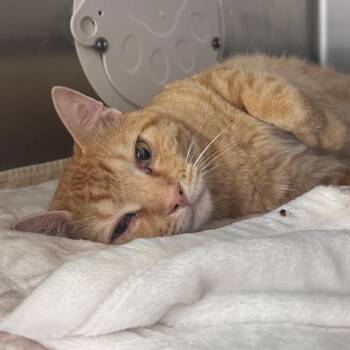 Starfish 29748 -  Domestic Short Hair Cat for Adoption in Middleburg, Florida - Starfish 29748 | PetCurious