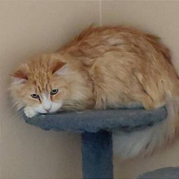 Sam -  Domestic Long Hair Cat for Adoption in Murray, Utah - Sam | PetCurious