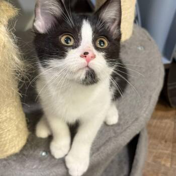 Rescue Domestic Short Hair Cats for Adoption in Charlotte, North Carolina - May | PetCurious