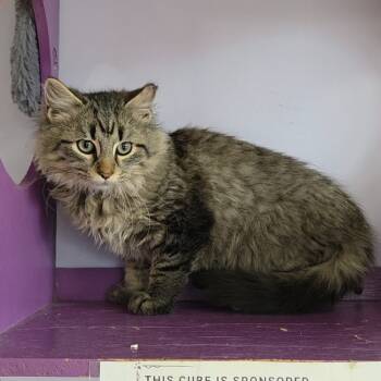 Rescue Domestic Long Hair Cats for Adoption in Brimfield, Massachusetts - Pabu | PetCurious