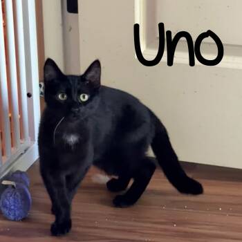 Uno -  Domestic Short Hair Cat for Adoption in Eugene, Oregon - Uno | PetCurious