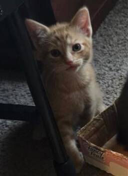 Rescue Domestic Short Hair Cats for Adoption in Pasadena, Texas - REBA | PetCurious