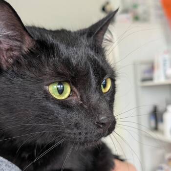 Bedo -  Domestic Short Hair Cat for Adoption in Chapel Hill, North Carolina - Bedo | PetCurious
