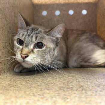 TUSC-Stray-85570_2_3 -  Domestic Medium Hair Cat for Adoption in Tuscaloosa, Alabama - TUSC-Stray-85570_2_3 | PetCurious