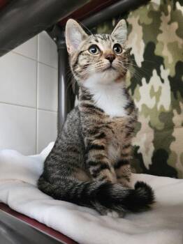 Wrenley -  Domestic Short Hair Cat for Adoption in Healdsburg, California - Wrenley | PetCurious