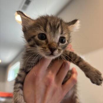 Arki -  Domestic Short Hair Cat for Adoption in Louisville, Kentucky - Arki | PetCurious