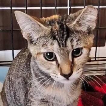 Bonnie -  Domestic Short Hair Cat for Adoption in Titusville, Florida - Bonnie | PetCurious
