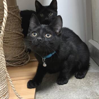 Mystique -  Domestic Short Hair Cat for Adoption in York, Pennsylvania - Mystique | PetCurious