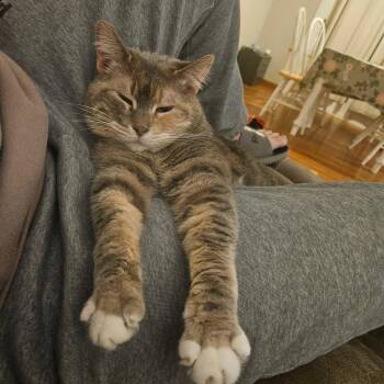 Latte -  Domestic Short Hair Cat Available for Adoption in Hoyleton, Illinois - Latte | PetCurious