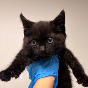 Void -  Domestic Short Hair Cat for Adoption in Concord, North Carolina - Void | PetCurious
