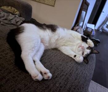 Bluey -  Domestic Short Hair Cat for Adoption - Bluey | PetCurious