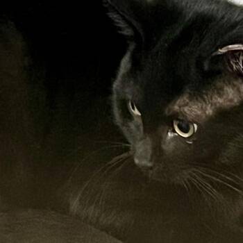 Rescue Domestic Short Hair Cats for Adoption in Lake Geneva, Wisconsin - Hematite | PetCurious