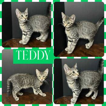Rescue Domestic Short Hair Cats for Adoption in Mansfield, Texas - Teddy | PetCurious