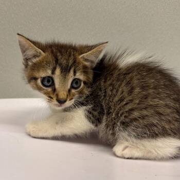 Domestic Short Hair Cats Available for Adoption in Tampa, Florida - Flower | PetCurious