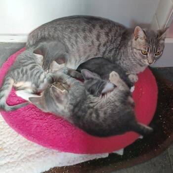 Rescue Domestic Short Hair Cats for Adoption in San Jose, California - Gracie | PetCurious