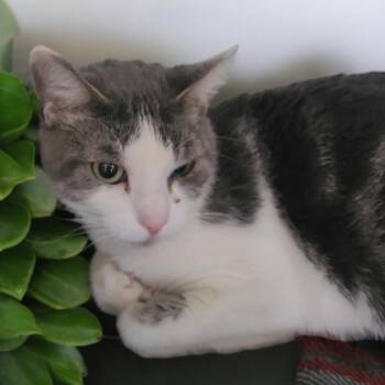 Rescue Domestic Short Hair Cats for Adoption in Hemet, California - Meekasa | PetCurious