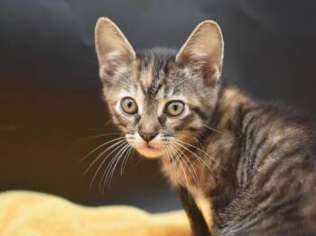 Euclase -  Domestic Short Hair Cat for Adoption in Portland, Oregon - Euclase | PetCurious