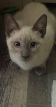 Ambrosia -  Siamese Cat for Adoption in Parlier, California - Ambrosia | PetCurious