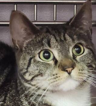 Domestic Short Hair Cats Available for Adoption in Vancouver, Washington - Phoenix Rose | PetCurious