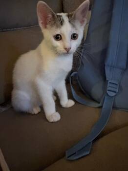 Snowie -  Domestic Short Hair Cat for Adoption in Sunrise, Florida - Snowie | PetCurious