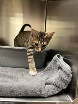 Domestic Short Hair Cats Available for Adoption in Farmers Branch, Texas - Tofu | PetCurious