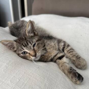 Marta -  Domestic Short Hair Cat for Adoption in Richmond, Missouri - Marta | PetCurious