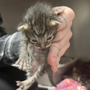 Unagi -  Domestic Medium Hair Cat Available for Adoption in Birmingham, Alabama - Unagi | PetCurious