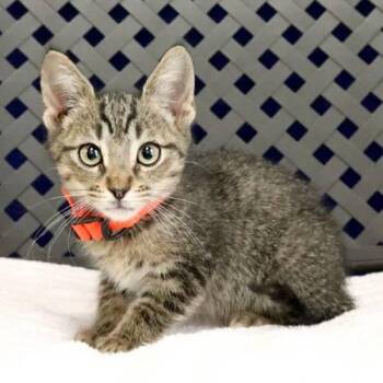 Domestic Short Hair Cats Available for Adoption in Midland, Texas - Kangaroo | PetCurious