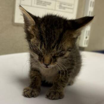 Samuel -  Domestic Short Hair Cat for Adoption in Yuma, Arizona - Samuel | PetCurious