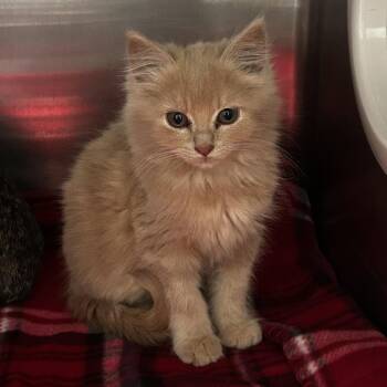 Spagetti -  Domestic Medium Hair Cat for Adoption in Spruce Pine, North Carolina - Spagetti | PetCurious