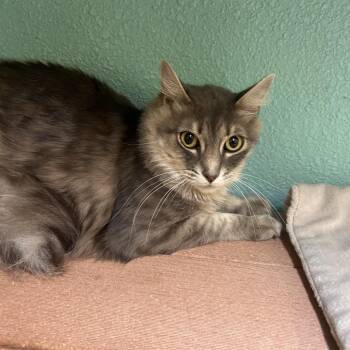 Curly Sue (Choo Choo) -  Domestic Long Hair Cat for Adoption in Fresno, California - Curly Sue (Choo Choo) | PetCurious