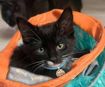 COOKIE -  Tuxedo Cat for Adoption in Palmdale, California - COOKIE | PetCurious