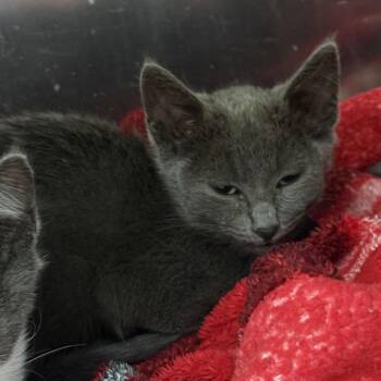 Mint (bonded w/ Julep) -  Domestic Short Hair Cat for Adoption in Oakland, California - Mint (bonded W/ Julep) | PetCurious