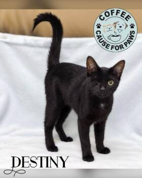 Destiny -  Domestic Short Hair Cat for Adoption in Douglas, Georgia - Destiny | PetCurious