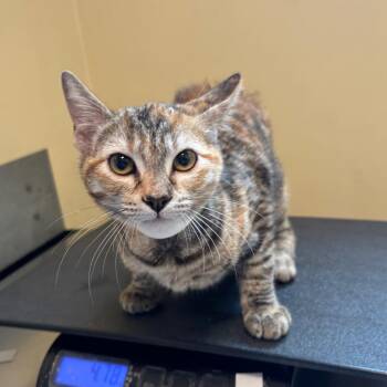 Taco -  Domestic Short Hair Cat for Adoption in Pasadena, California - Taco | PetCurious