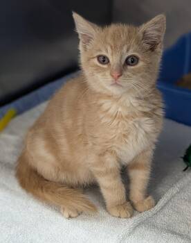 Rescue Domestic Long Hair Cats for Adoption in Mount Vernon, Ohio - Phineas | PetCurious