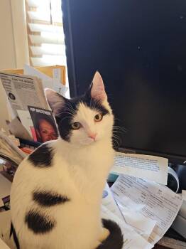 Domestic Short Hair Cats Available for Adoption - Nacho | PetCurious